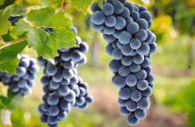 images/categorieimages/Rondinella grape.jpg